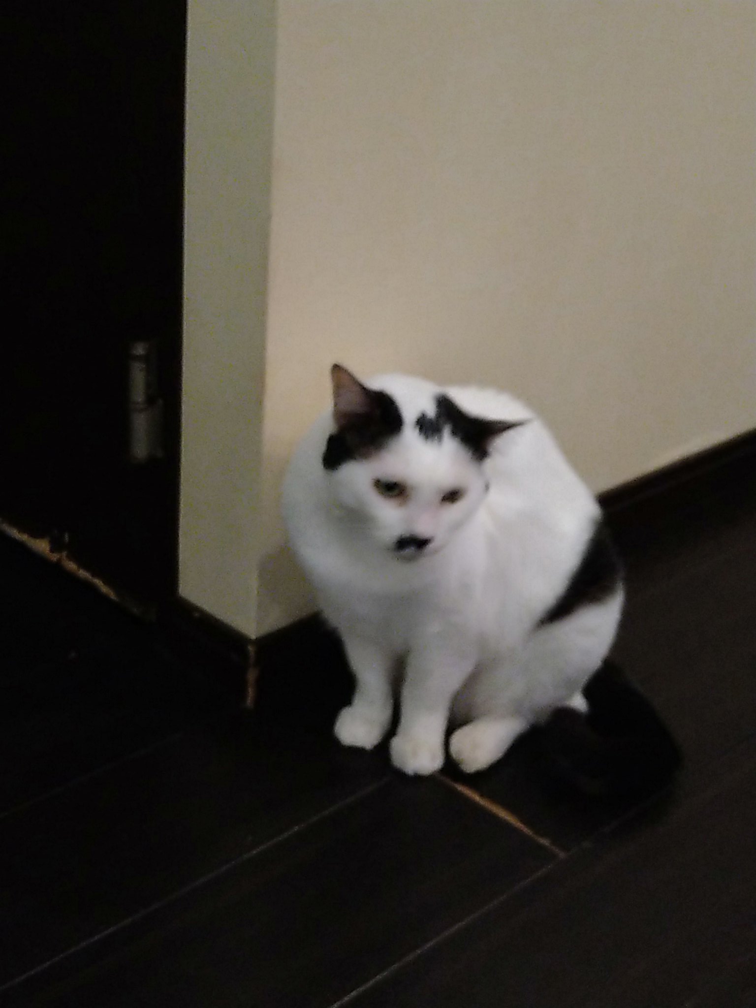 横浜猫カフェミーシスcat Cafe Miysis Rt Z9xrockwnb9fbac 明日は開店時間からミーシスに行って入り口でかわい子ちゃん達にお出迎えされたい でも午後から遊ぶ友達が猫アレルギーだから自重するしかない悲しみ でも午後には絶対に行くぞ ミーシス