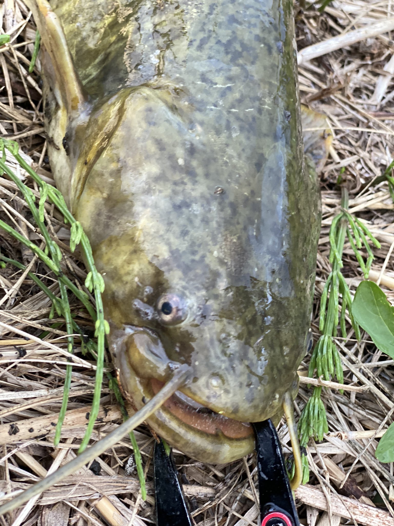 Tetsu T C Fish3 Twitter