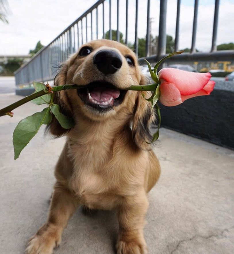 salsichinhas's tweet photo. Uma flor para uma flor 🌹 https://t.co/7TB80yahjV