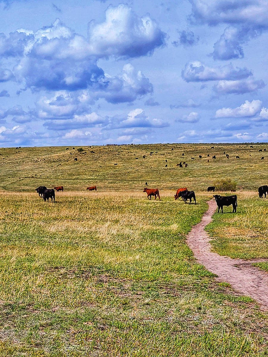 wander4insp's tweet photo. Greenland, Colorado is surrounded by thousands of acres of open space and miles of trails.
These include the Greenland Trail, the Spruce Meadows Trail with its cows, and the Spruce Mountain Trail with views of the Greenland area.
#ViewsFromColorado #Ranchland #HikingTrail https://t.co/9nnR7kEuG7