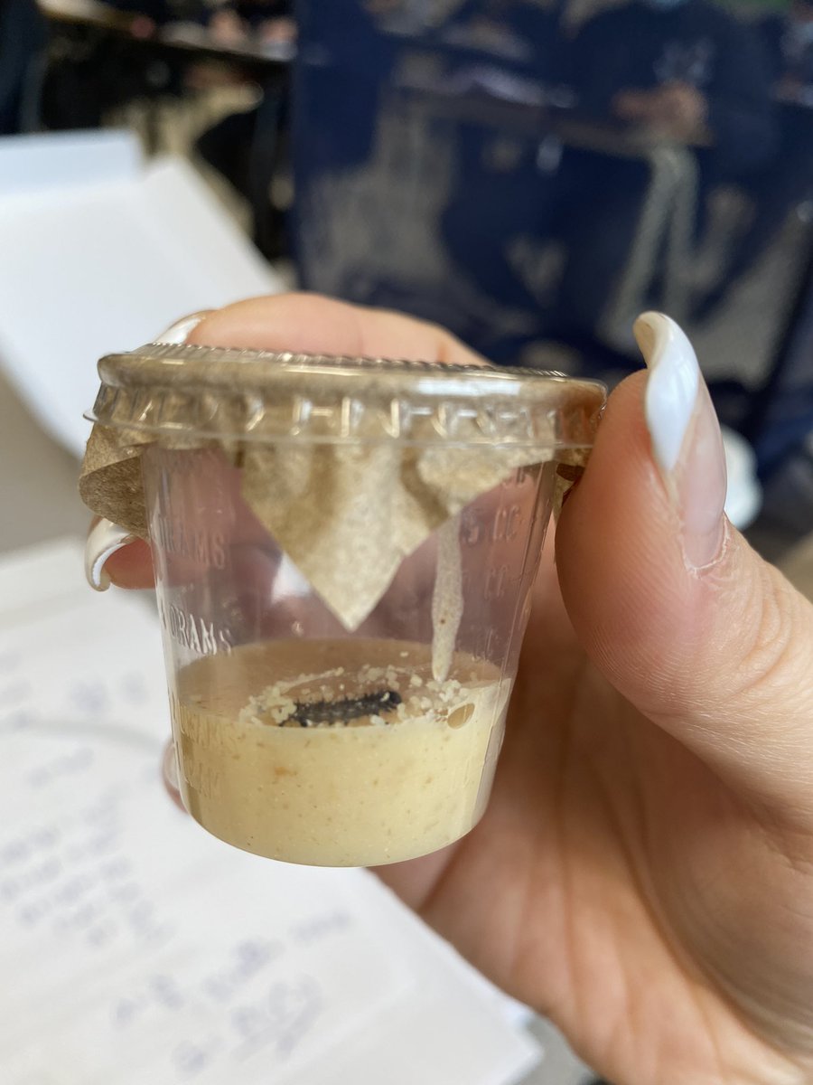 WendyLarm's tweet image. Please welcome our class pets into room 213 @CardinalLegerSS !!! Watching caterpillars becoming butterflies does not have a lot to do with math, but @DpExperiential is always nice!! #gainingknowledge #Knowledgeispower #LancerLearning