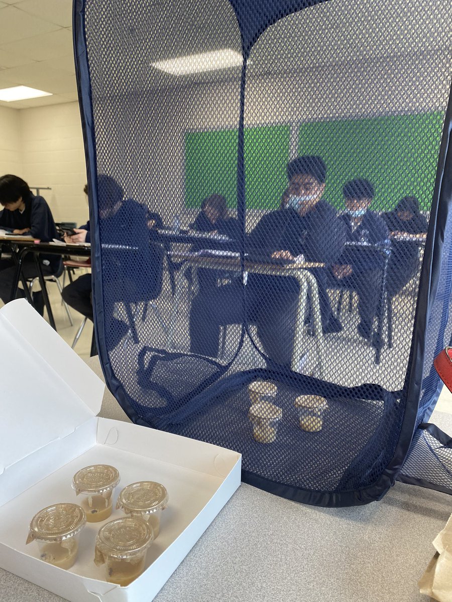 WendyLarm's tweet image. Please welcome our class pets into room 213 @CardinalLegerSS !!! Watching caterpillars becoming butterflies does not have a lot to do with math, but @DpExperiential is always nice!! #gainingknowledge #Knowledgeispower #LancerLearning