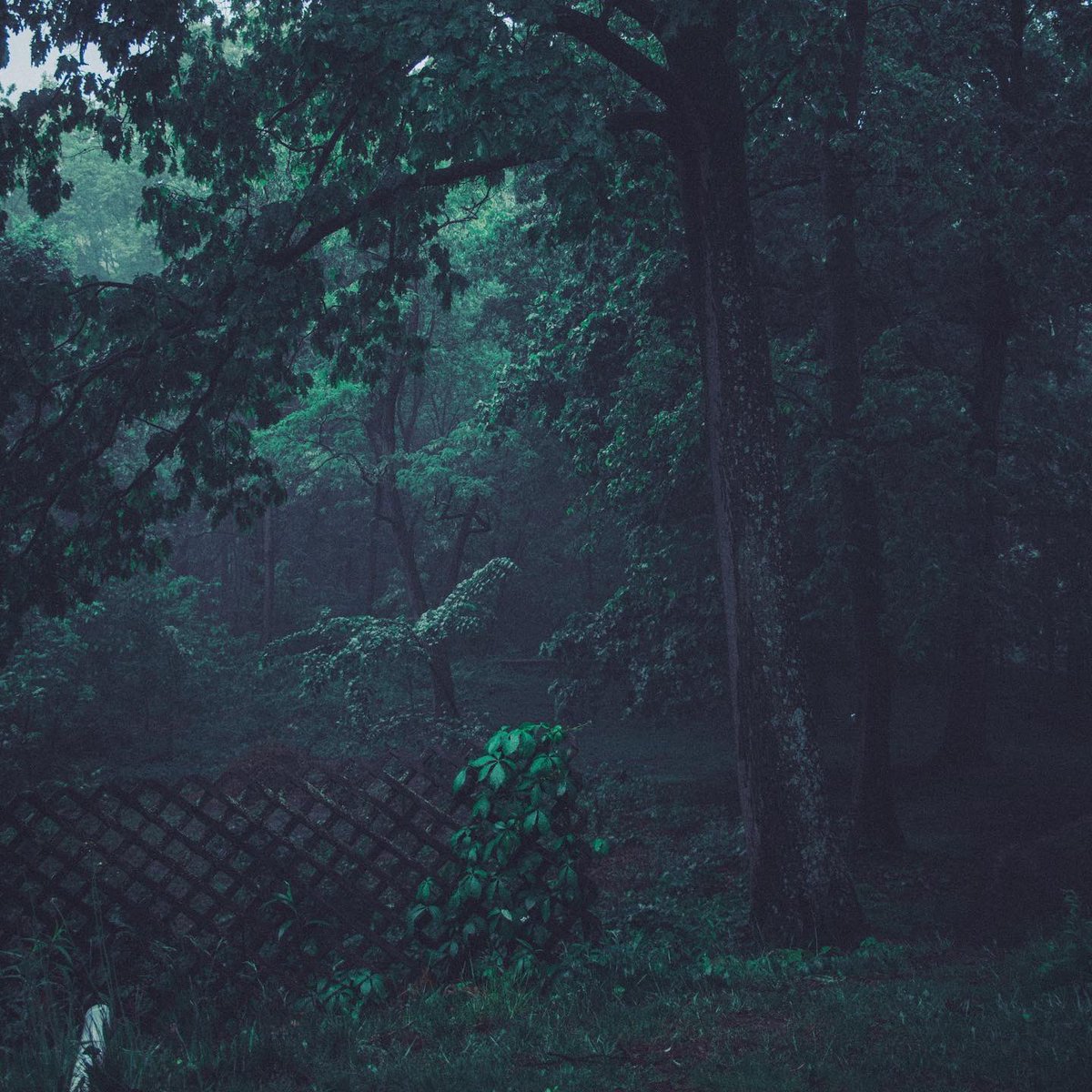 jer_welsh's tweet image. Gm ☔️
#RainyDay #NaturePhotography