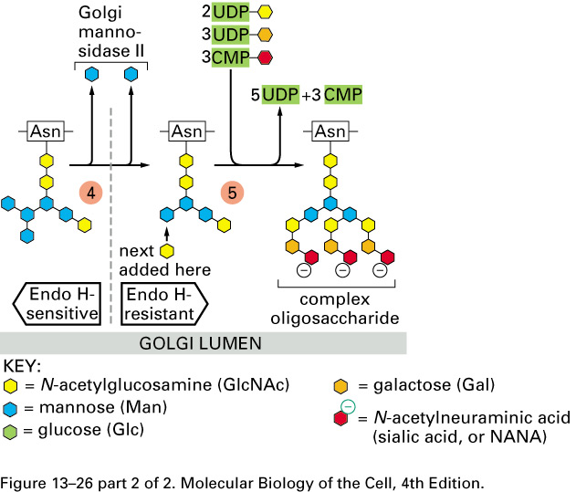 badglycans tweet media
