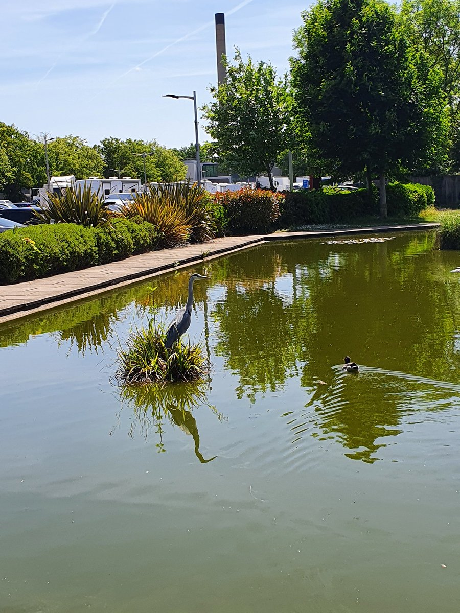 Brunel University of London Library tweet media