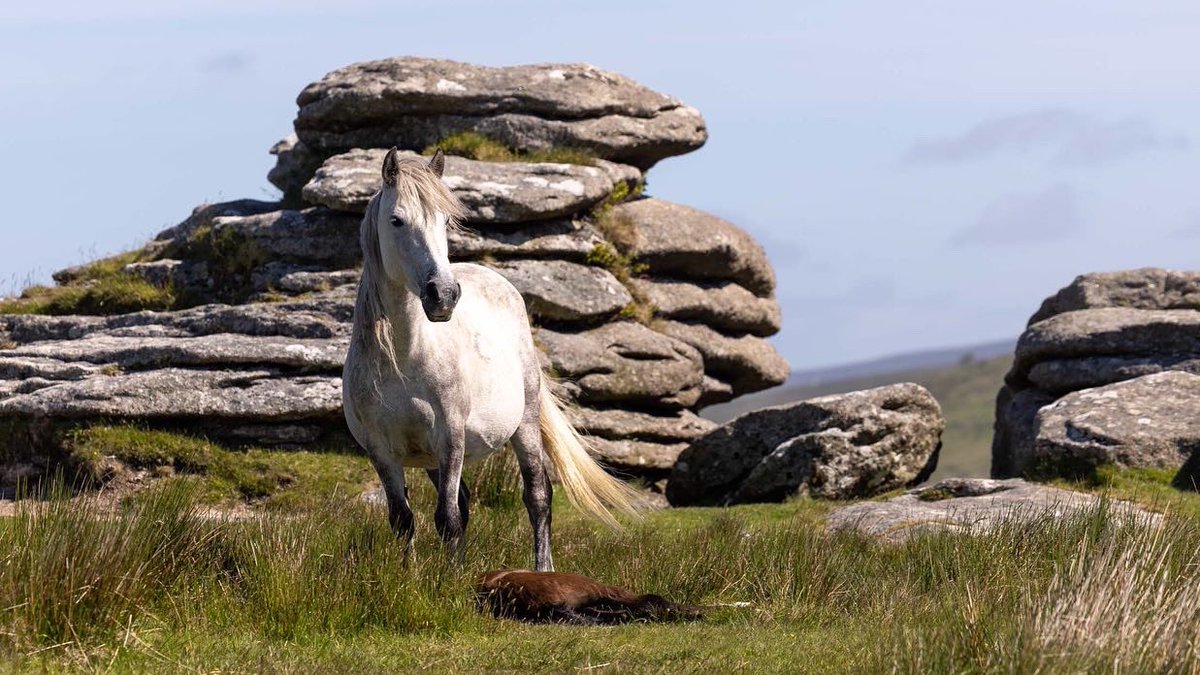 Lovely morning sitting with this gorgeous mare and her new arrival on Dartmoor today 🥰🥰 #dartmoor #gonative #dartmoornationalpark #photographyworkshop #canonphotography #horsephotography #dartmoorpony #endangered #FoalFriday