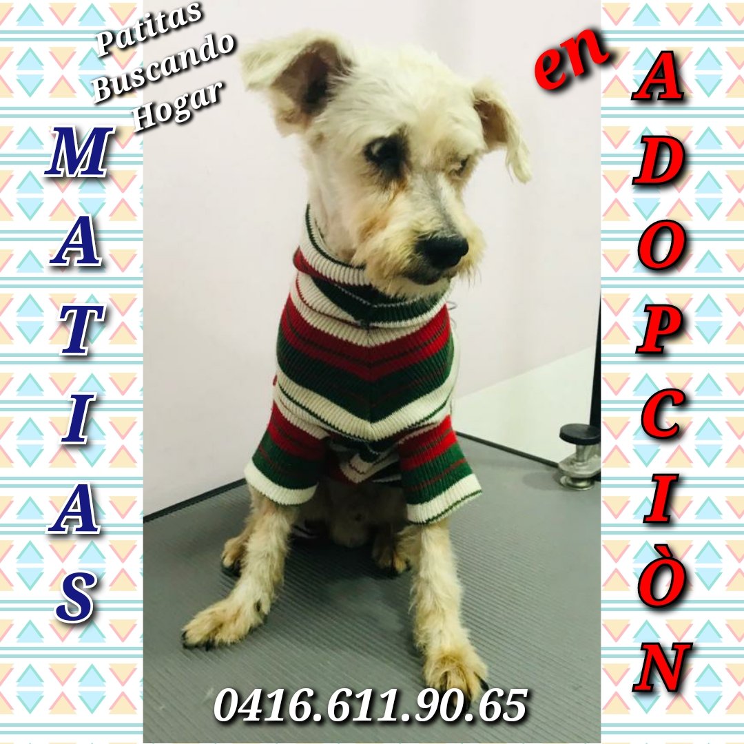 Matías en ADOPCIÓN. Mestizo de Schnauzer. Sólo CARACAS #PatitasBuscandoHogar