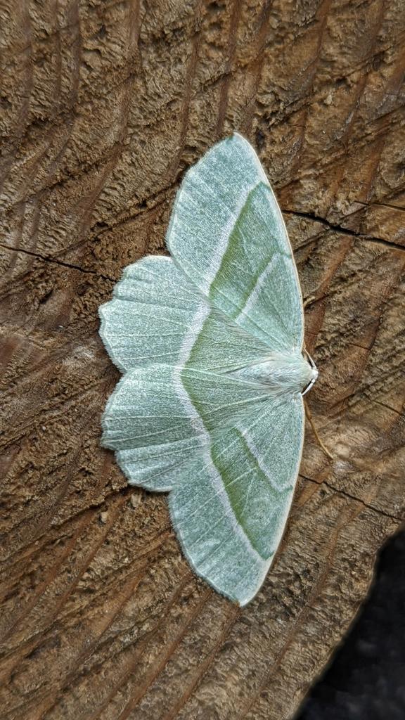 BirdBeards's tweet photo. A few decent #moths about last night. NFY were these beauts: Light Emerald, Silver Y, Olive Pearl and Single Dotted Wave. #moffs #teamoth https://t.co/20Npu5q1ih