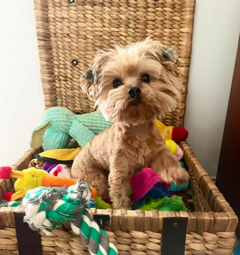 muffinshalo's tweet photo. Good Morning Angels! 🌞
Credit: @regalpawspet 

Are you ready for the weekend?🌻

"I don't know about you but Maple clearly has her weekend planned out."🧸

Credit: https://t.co/mNSr7c1x2K

https://t.co/lZLrcHtJvx

#toysarelife #tgif #yorkielife  #fridaydogs  #partyanimals https://t.co/363mPH9Ag7
