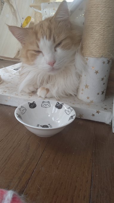 #猫のいる暮らし#ねこおやつ(ちゅーる)食べ終わって満足な顔 