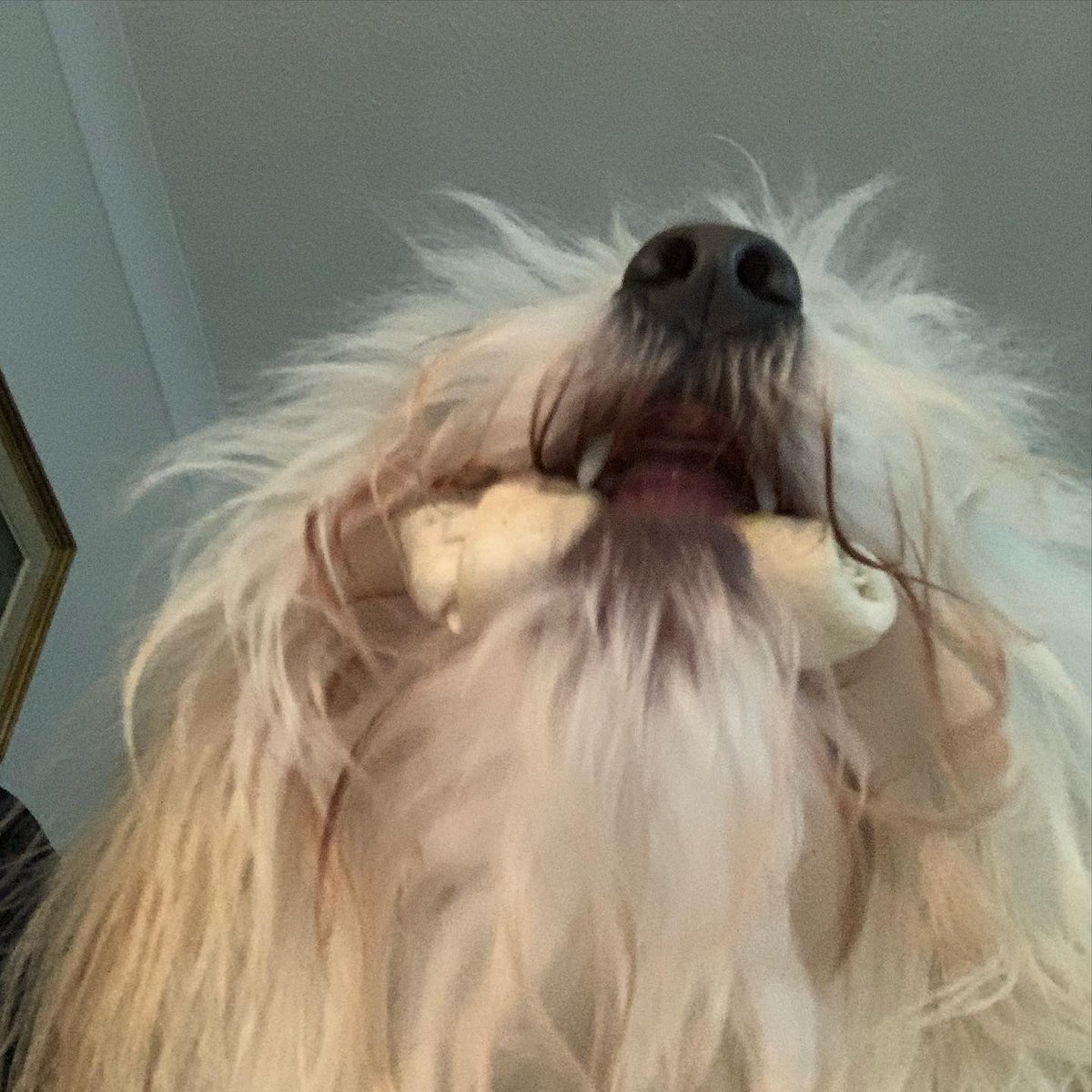 Snaps from my bowls pov 🐶💙 I’m going wild on this snack 🦴🐕 

#dogtale #dogstory #toothy #doggosdoingthings #dogs #idigthis #doglife #doggo #tgif #doglove #fluffydog #doglover #boopmynose #dogsoftwitter