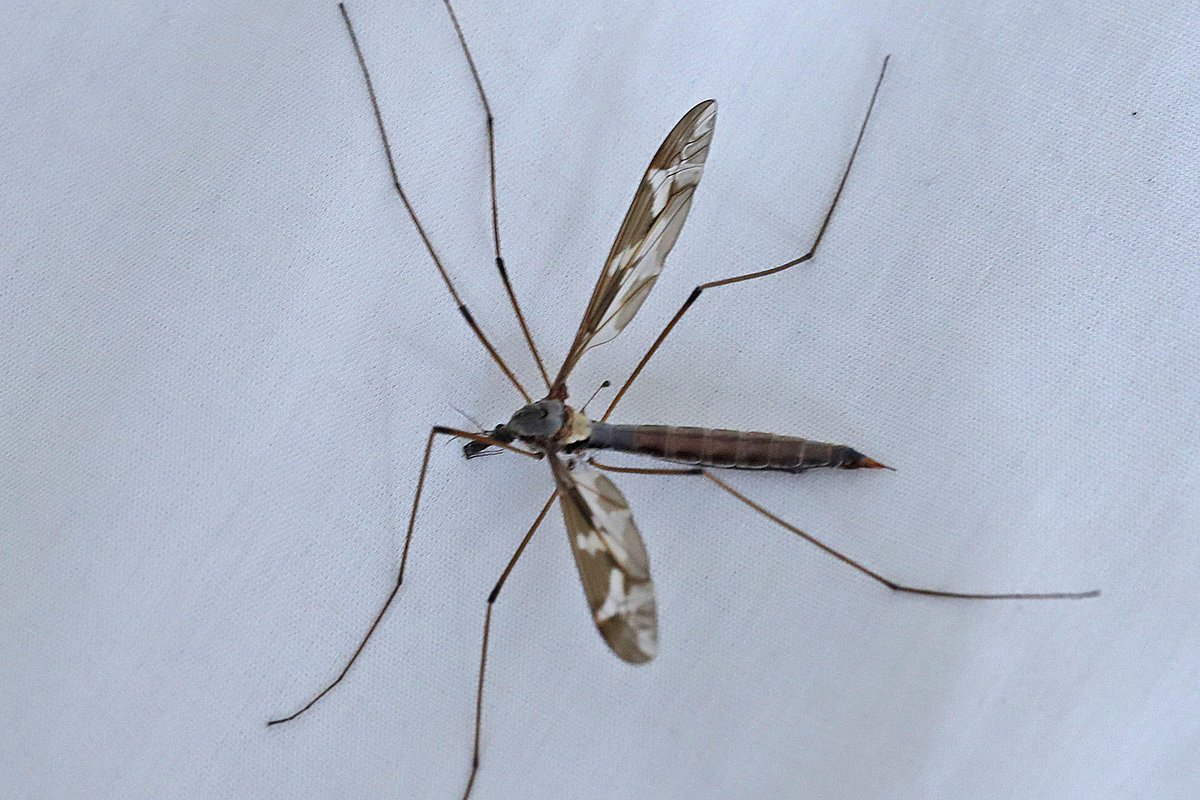 Look who came to see me in the night! Attracted to light in Cheshire. Female Tipula maxima. Having not seen one before, this is my fourth in a week, previous three at the <a href="/DipteristsForum/">Dipterists Forum</a> weekend near Oxford. Spectacular! <a href="/CRStipula/">Cranefly Recording Scheme</a> #FlyFriday