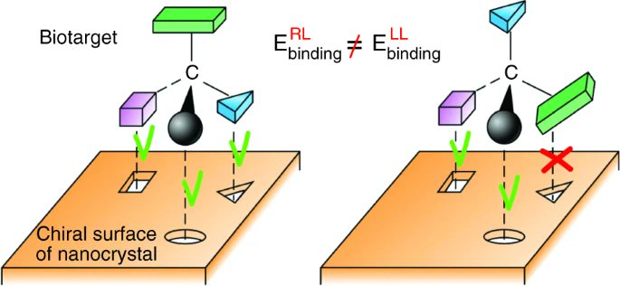 Chiral molecules are omnipresent in living systems. In this small piece for <a href="/LightSciAppl/">LightSciAppl</a>, I give a perspective on how we can exploit chirality to create new functionalities in nano-bio interfaces
rdcu.be/cOsko