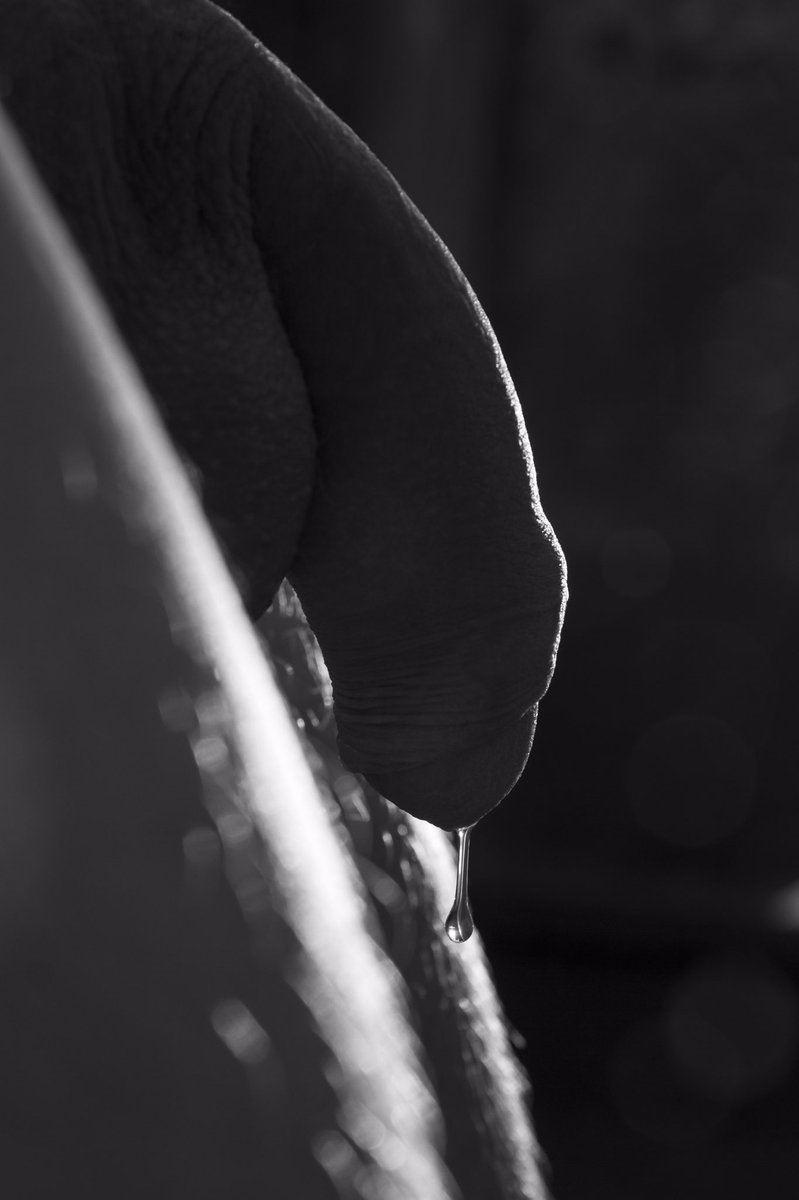 yoguelph (@yoguelph) on Twitter photo 