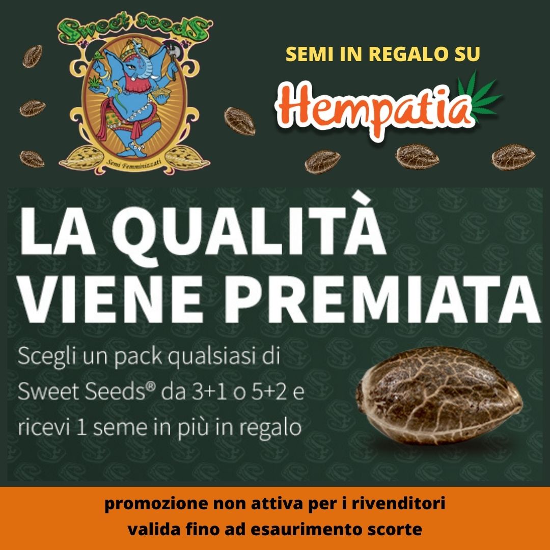 Con l'acquisto di qualsiasi pack Sweet Seeds da 3+1 e 5+2 ricevi 1 seme in più in regalo. *

Approfittane su Hempatia Network: bit.ly/3xcsufN

* promozione non valida per i rivenditori. fino ad esaurimento scorte. non cumulabile con altre in corso

<a href="/sweetseeds_es/">Sweet Seeds®</a>