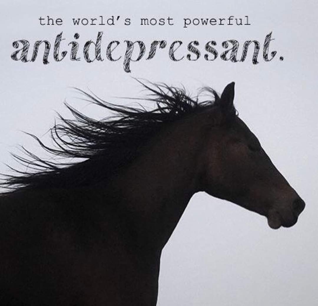 SpaceCowgirl 🐾 (@hounddawg1842) on Twitter photo 