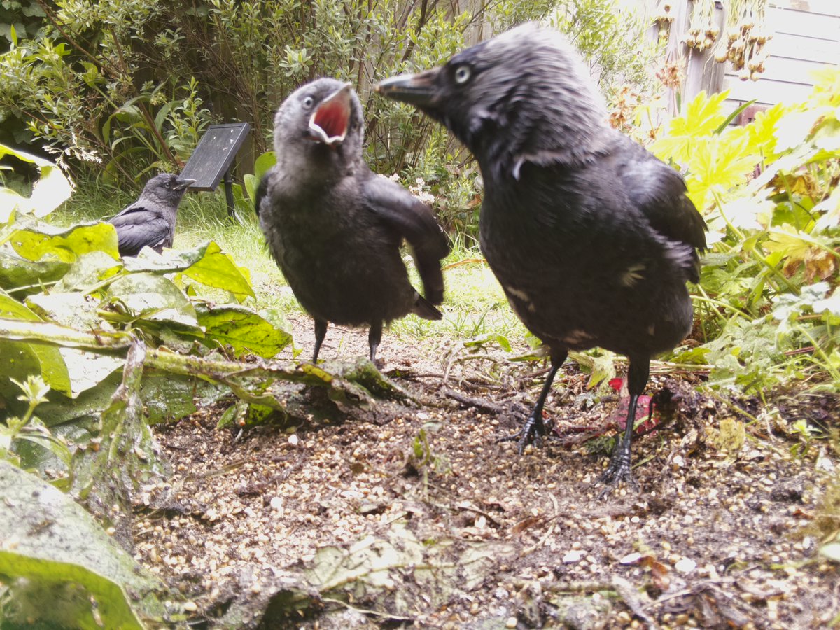 naturebytesuk's tweet photo. Interested in #birdwatching but don't feel like sitting around for hours? 

Why not use one of our #naturebytes Wildlife Cams to capture stealthy pictures &amp; videos of all the #birds in your local area! 🦅 🦆🦉

Visit our shop: https://t.co/MKYj640OMp

#nature #wildlife #DIY https://t.co/Xf87AXunWs