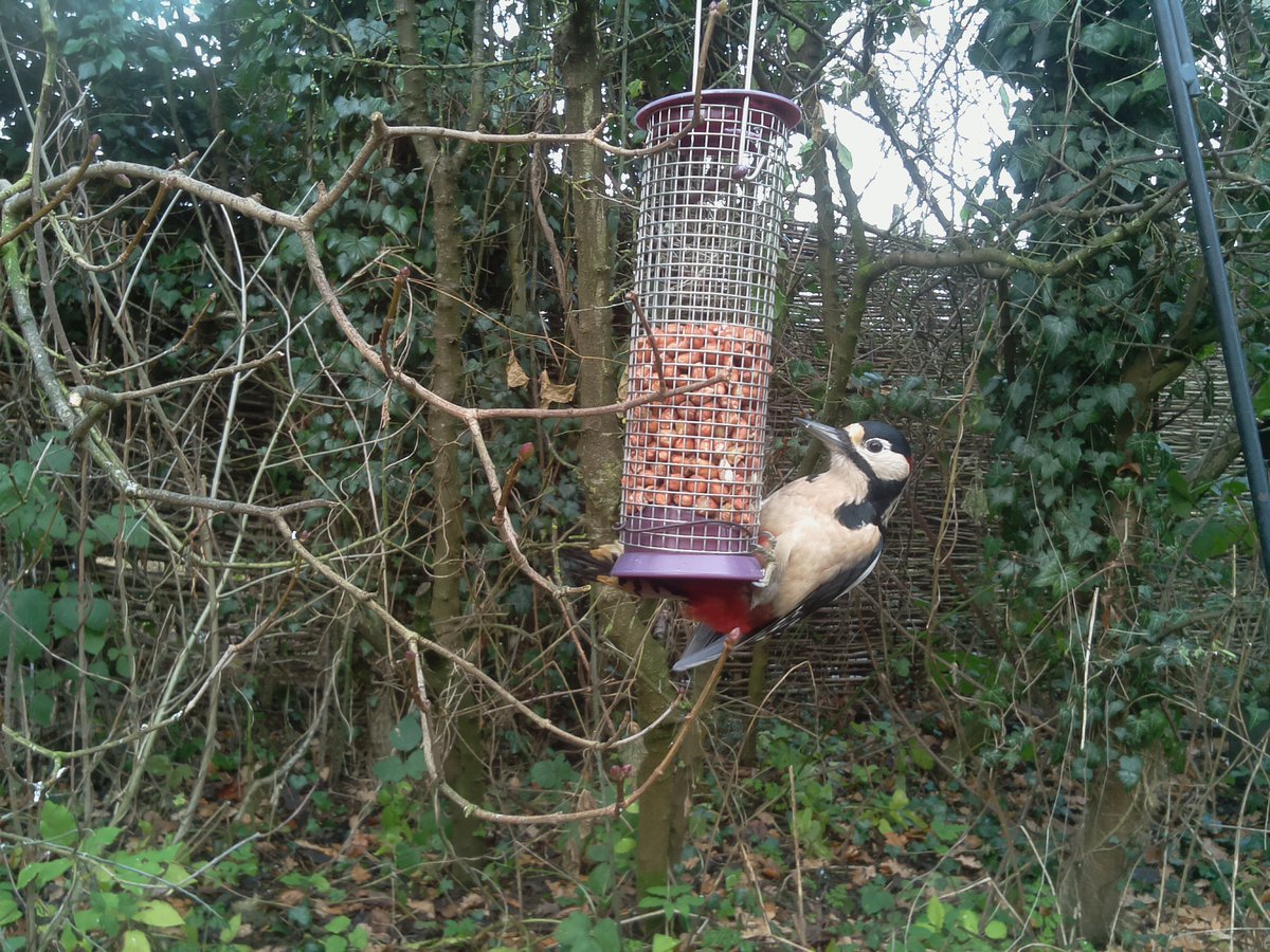naturebytesuk's tweet photo. Interested in #birdwatching but don't feel like sitting around for hours? 

Why not use one of our #naturebytes Wildlife Cams to capture stealthy pictures &amp; videos of all the #birds in your local area! 🦅 🦆🦉

Visit our shop: https://t.co/MKYj640OMp

#nature #wildlife #DIY https://t.co/Xf87AXunWs