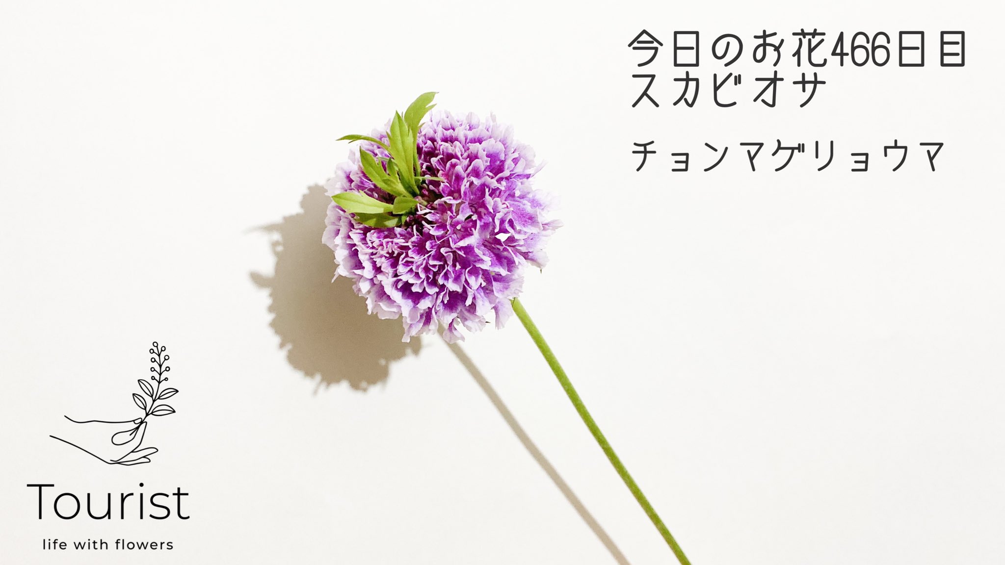 تويتر 渡邉 友里 フラワーデザイナー 情景を切り取る花屋tourist على تويتر スカビオサはとても水が下がりやすいので切り口は斜めに切ってよく水替えしてあげましょう 浅水は避け 5cm程度は花瓶の水があったほうがいいですが深水にしたところで安泰でもなく 水