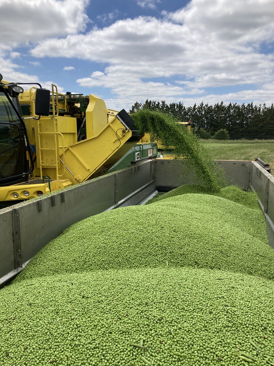 FlorentSimmonet's tweet photo. Jour j pour les petits pois bio. Récolte par 5 machines passant de champ en champ sur ⁦@NiortAgglo⁩. Tout cela grâce à l’#irrigation. ⁦@CAVAC_⁩ ⁦@Mairie_Niort⁩ #pat https://t.co/1murjOxOKW