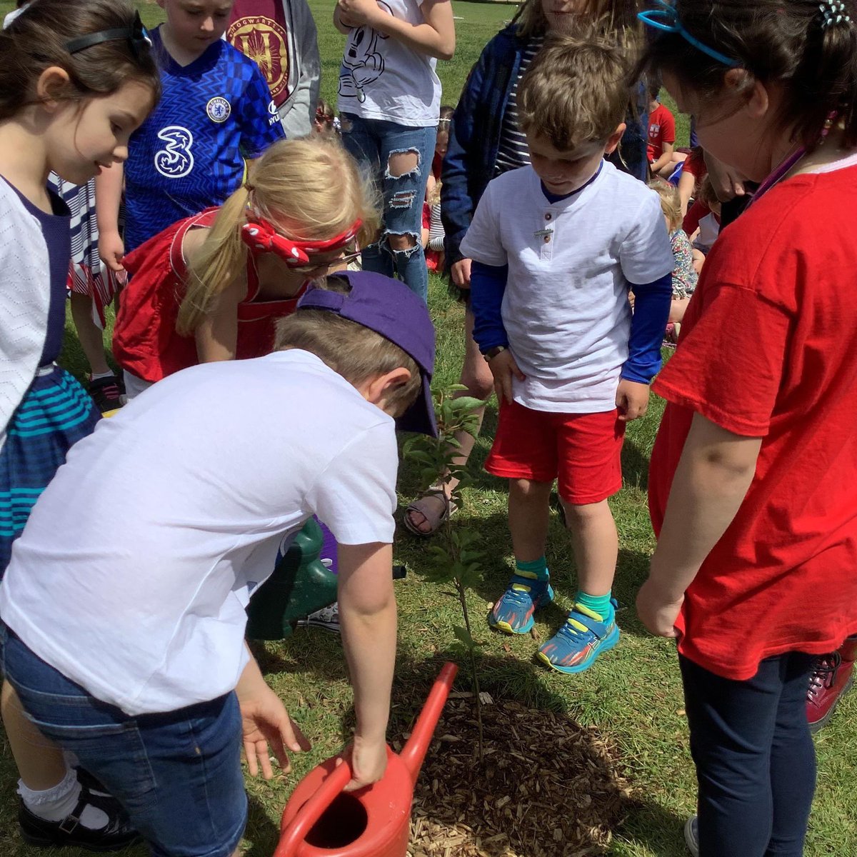 The cherry tree was a super choice led by our School Council campaign for <a href="/QGCanopy/">The Queen's Green Canopy</a> <a href="/RutlandLL/">RutlandLordLieutenant</a> <a href="/EcoSchools/">Eco-Schools England</a> <a href="/WoodlandTrust/">WoodlandTrust</a> <a href="/PDET_MAT/">PDET</a>