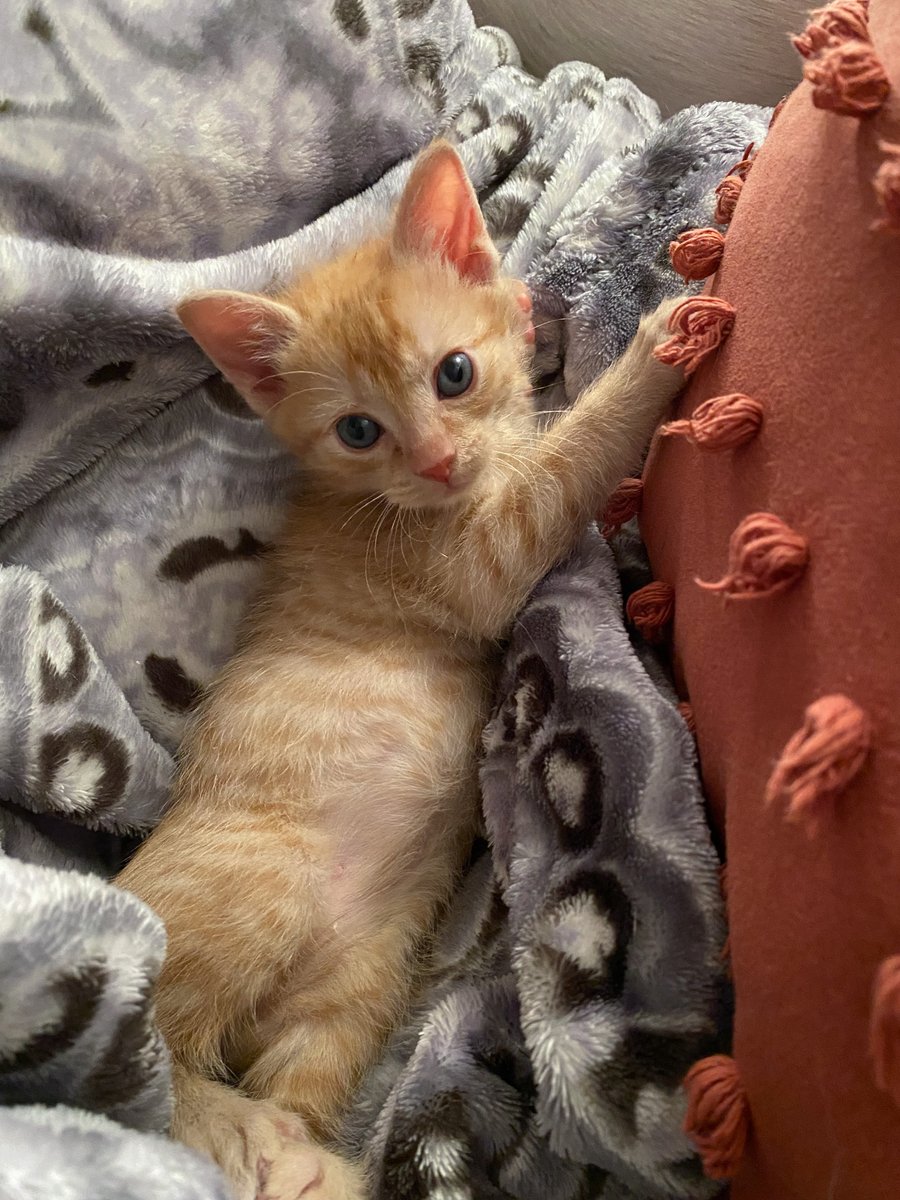 Humane Animal Partners tweet media