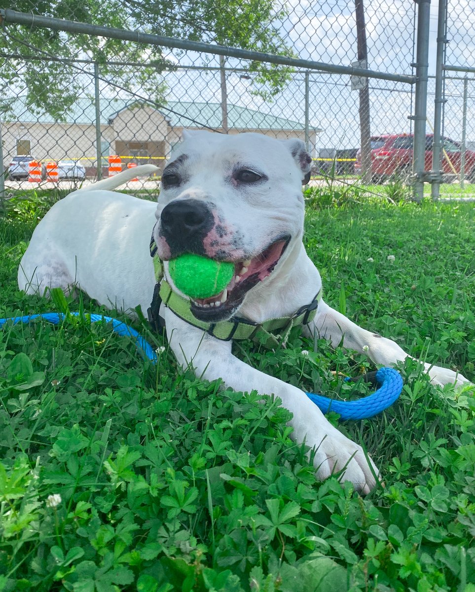 Humane Animal Partners tweet media