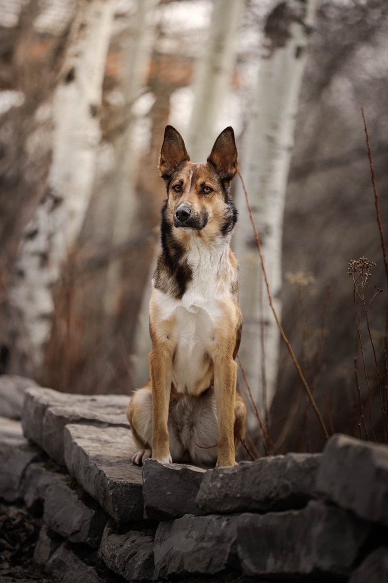 110% good girl #dogs