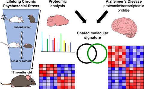 Wonderful congrats! Glad this is finally out; a landmark issue indeed!!

Honored that my lab contributed a paper to this issue focused on: 
Lifelong chronic psychosocial stress induces a proteomic signature of Alzheimer's disease in wildtype mice  
doi.org/10.1111/ejn.15…