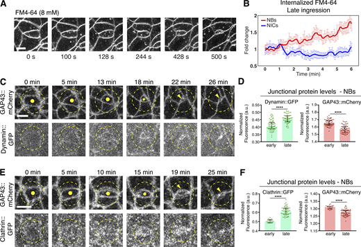 JCellBiol's tweet photo. Crumbs complex–directed apical membrane dynamics in epithelial cell ingression. A new study by Sérgio Simões, Ulrich Tepass et al. @tepasslab @UofTCellSysBiol https://t.co/4J2xn6wQNz #Drosophila #morphogenesis #polarity #development https://t.co/HFJ5fsqSI7