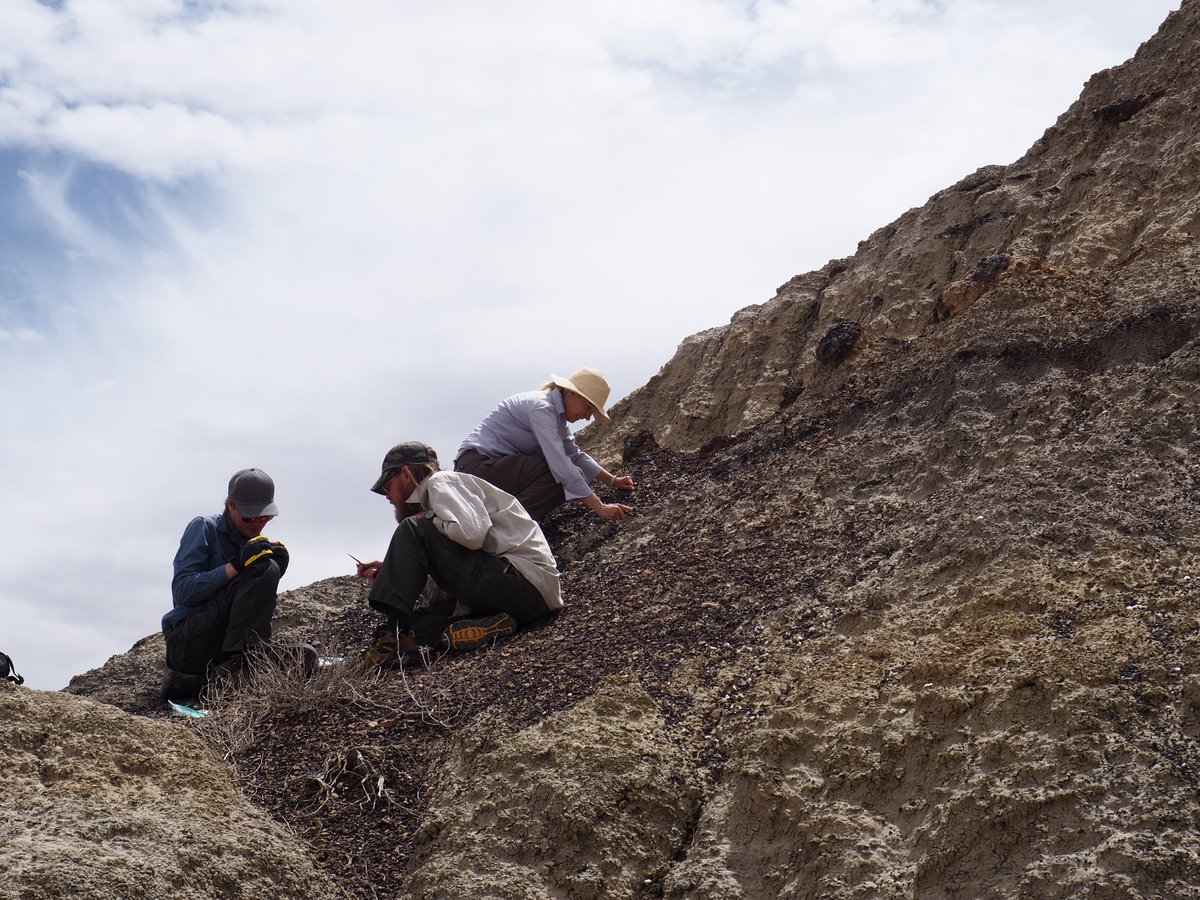 heatherfsmith's tweet photo. Happy #FossilFriday from the Menefee Formation. We've had a productive field season so far with a new species of turtle, crocs, hadrosaur limb bones, and part of an ornithomimid! Next up, prospecting another unit of the permit locality. https://t.co/z5z16oveaj