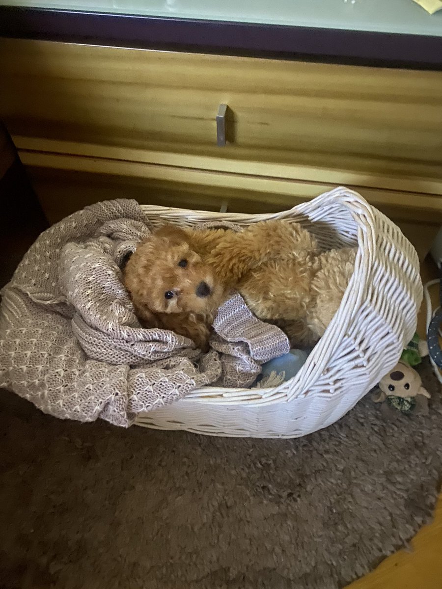 mishapolev812's tweet photo. Possi’s bed😍❤️🧪 #posse #pssssd #possessednft @ggDaydreams @luuminize @chelsea https://t.co/B96dGgtiQn