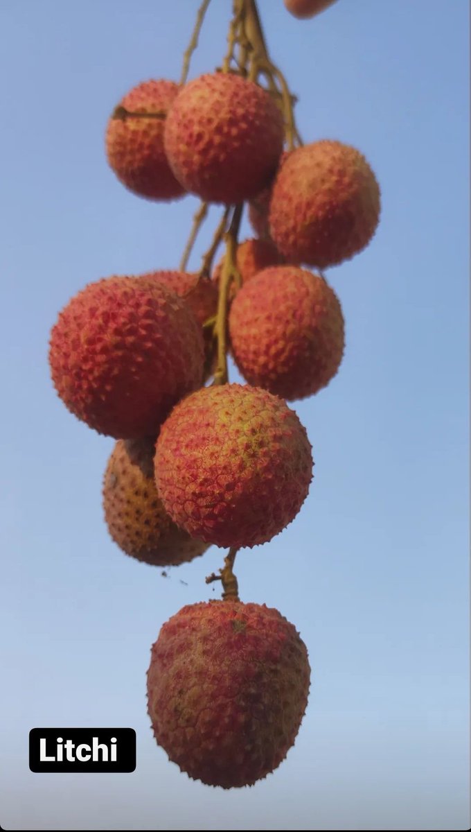 AdarshChetan's tweet photo. लीची की लालिमा देख उनका ख्याल आ गया
उनकी यादें ताजा करने के लिए कुछ लीची और खा गया।
#love
#Muzaffarpur
#leechi #Missing https://t.co/9CzqL3B9Cl