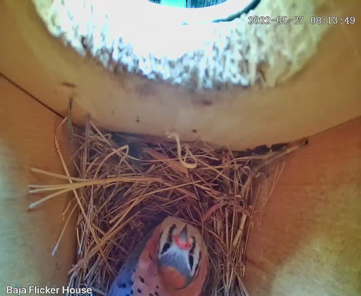 After a winter of being a flicker’s crash pad, and a spring of hosting an  industrious but unsuccessful starling, the nest box now has a pair of kestrels!