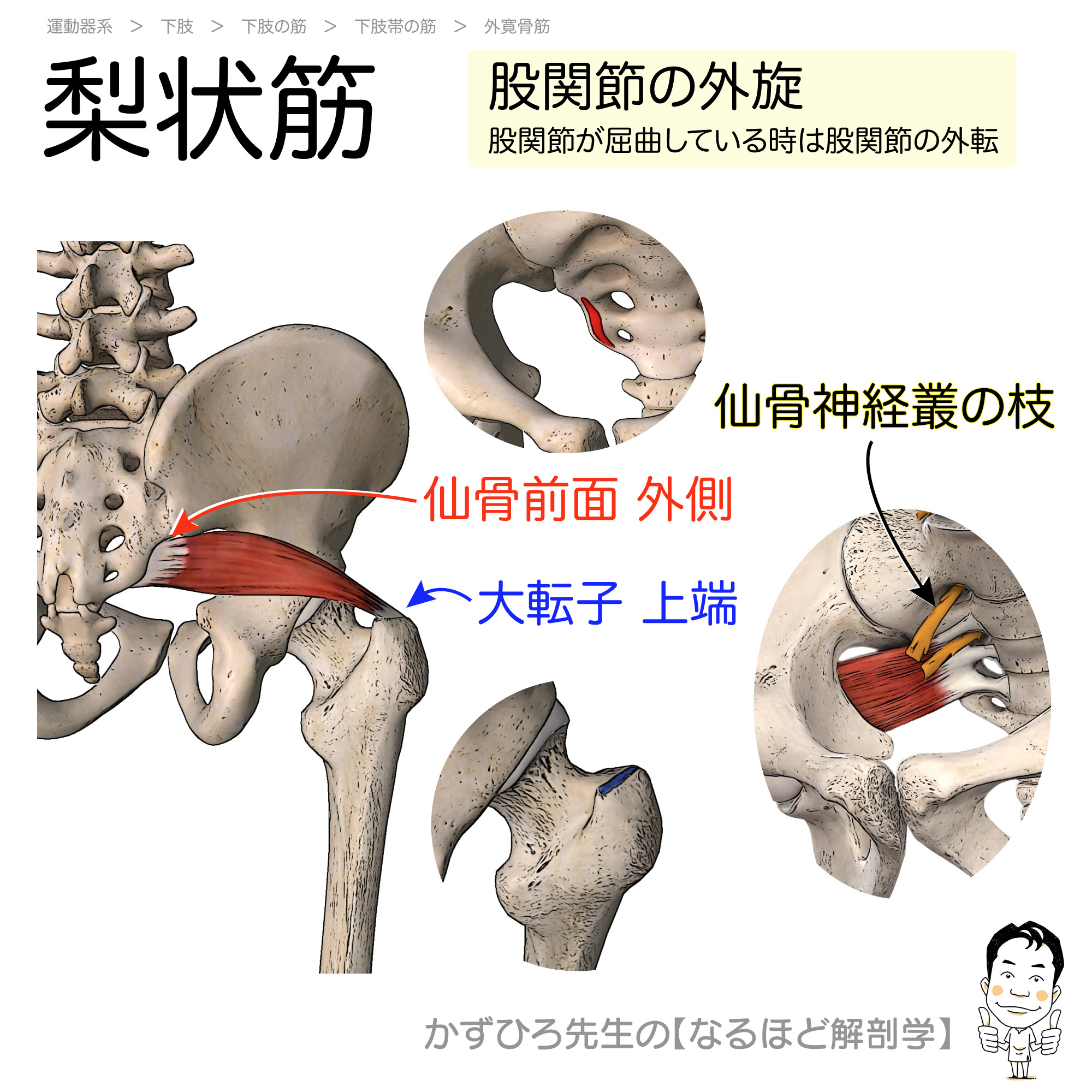 黒澤一弘（かずひろ）解剖学IT教育・指圧師・ラダック в X