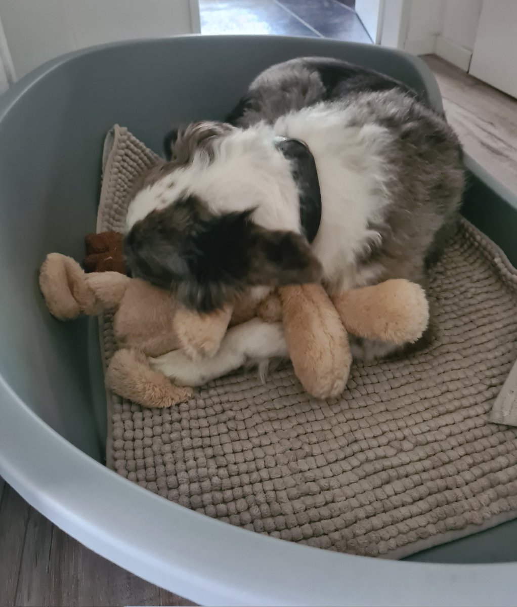 LauraBatida's tweet image. Mission complete 🐕🥰