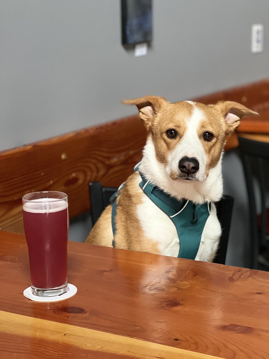 Hold my beer, I gotta pet this dog!

This is Annie! Will she see you in the taproom over long the weekend?! Open 12pm everyday!Indoor &amp; outdoor options to lounge and enjoy a cold pint. Bring the fam &amp; head down to #georgetownseattle !

#brewdog #drinkwabeer #getyourtonguestung