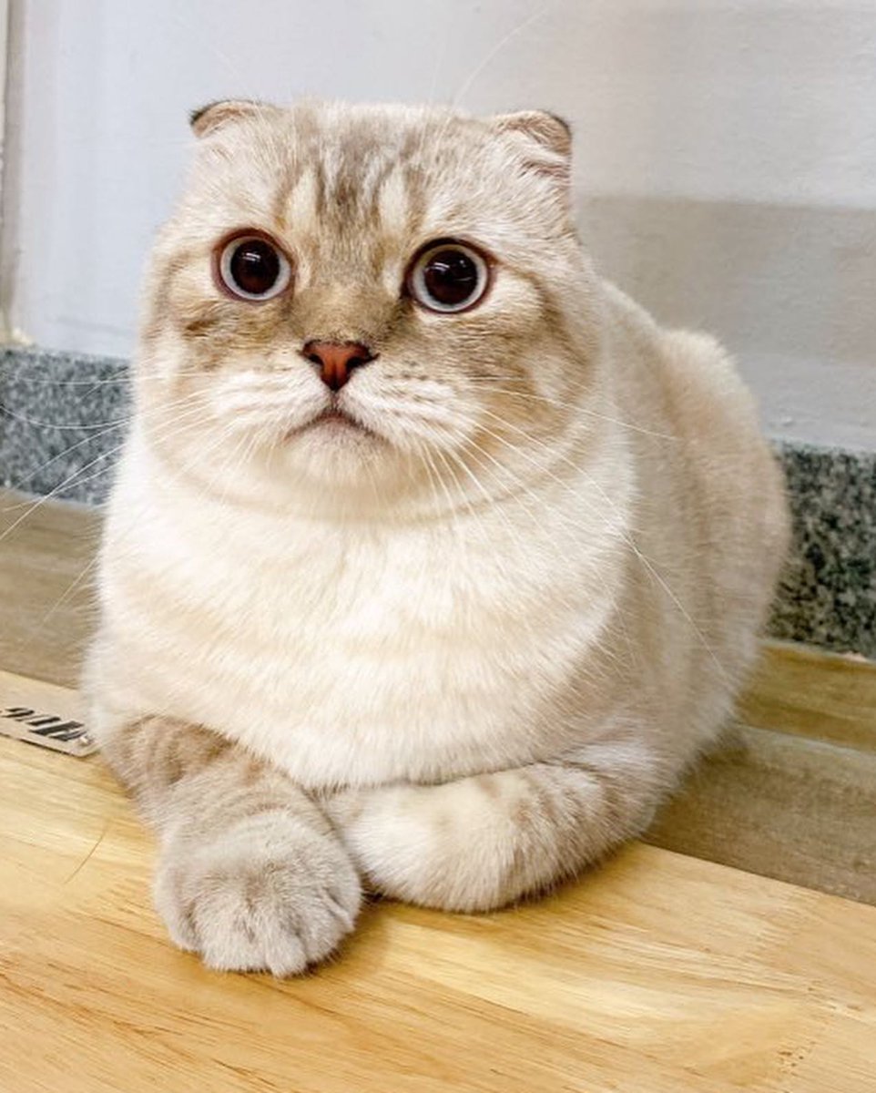 hazard_FanClubb's tweet photo. [27.05.22]

IG update : @PetThonglor

🔗https://t.co/Y4KMJff31f

LIKE ♥️
COMMENT ✏
SHARE🤝

HAZARD IS A CAT 
#น้องอาซาร์ของพี่กลัฟ #Hazardisacat @gulfkanawut #อาซาร์แมวเซา  #GulfKanawut https://t.co/ekWQEtpdr0