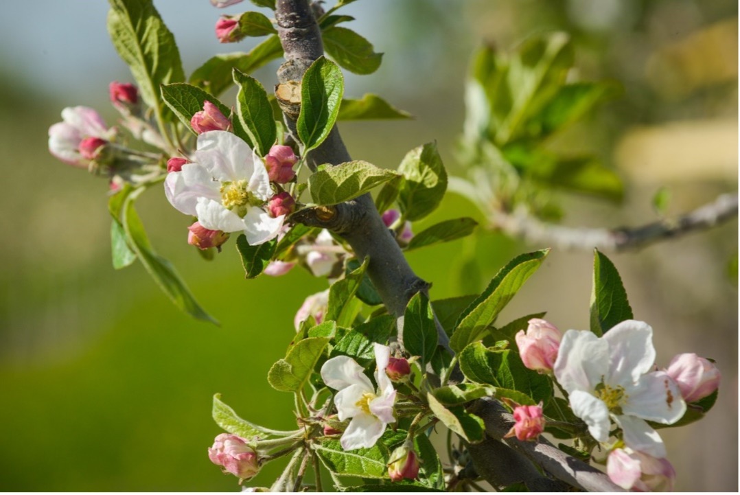 USDA's tweet photo. Fruit trees do more than provide fresh, healthful food. As part of an urban tree canopy, they also give shade and absorb carbon dioxide. When they soak up rainwater, they help prevent flooding and decrease runoff that carries pollutants. https://t.co/WAxghC94p3 #PeoplesGarden https://t.co/liyOiIqkY6