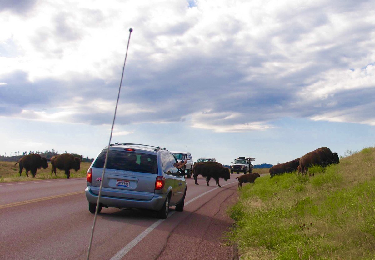 Happy #NationalRoadTripDay!
To Celebrate Let’s Share #RoadTrip #Memories and Tips On How to Make a Road Trip More Memorable!
My #Memory is a Fun Traffic Jam in Custer State Park in #SouthDakota!
My Tip is to Always Keep Your Windshield Clean to See the New Memories Ahead!
#Travel