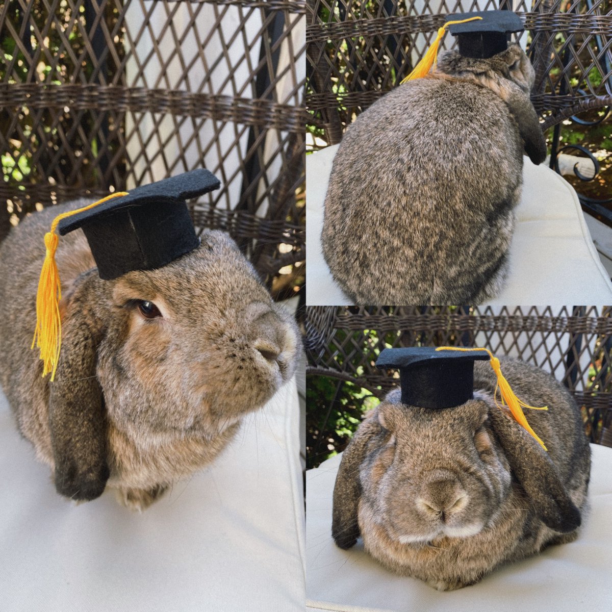 harvard_data's tweet photo. 🎓 Portobello the rabbit graduates with a Master's in #DataScience from @Harvard. Congratulations to the Classes of 2020, 2021, and 2022! View details for this year's Commencement ceremonies here: https://t.co/zQer7jAZKb #Harvard22 #Graduation https://t.co/cp8HE15Qpc