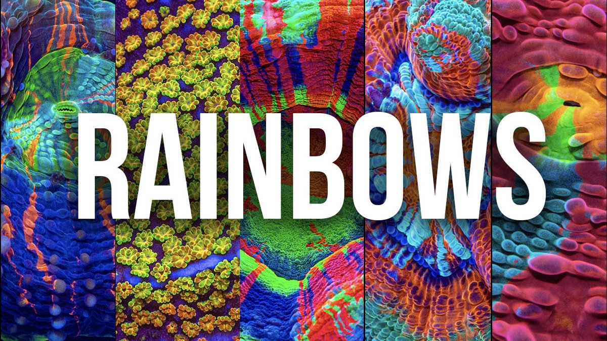 tidalgardens's tweet photo. Who out there loves rainbow colored corals?  Here are our favorites!
https://t.co/6jErRDuViY https://t.co/LJGnxRapZc