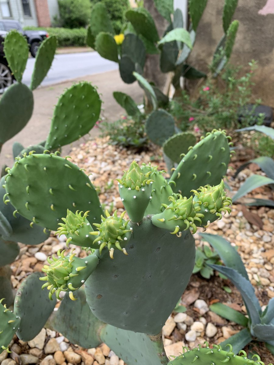 Our succulent garden is currently living its best life. 🌵 🌵 🌵