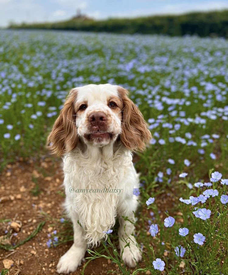 #funnyfacefriday 

Not too sure what kinda face this is 😂 she must not like posing with flowers either! 🤷🏼‍♀️🤪

In this photo:
Bonnie - clumber spaniel - ours