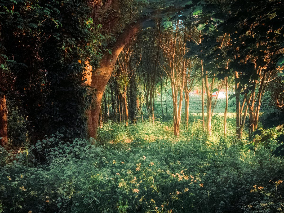 artofseanmurphy's tweet photo. A Little Oasis https://t.co/A6D96zvTKW