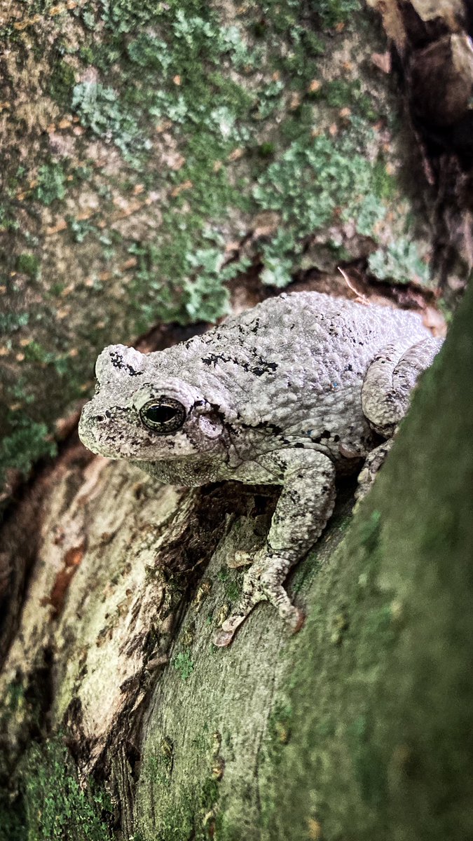 MHJGardenDesign's tweet photo. Spotted a #GreyTreeFrog in the #garden today! He seems very happy in his tree. Apparently they can change colour to better blend with their surroundings 🐸 https://t.co/bUvequdsoE