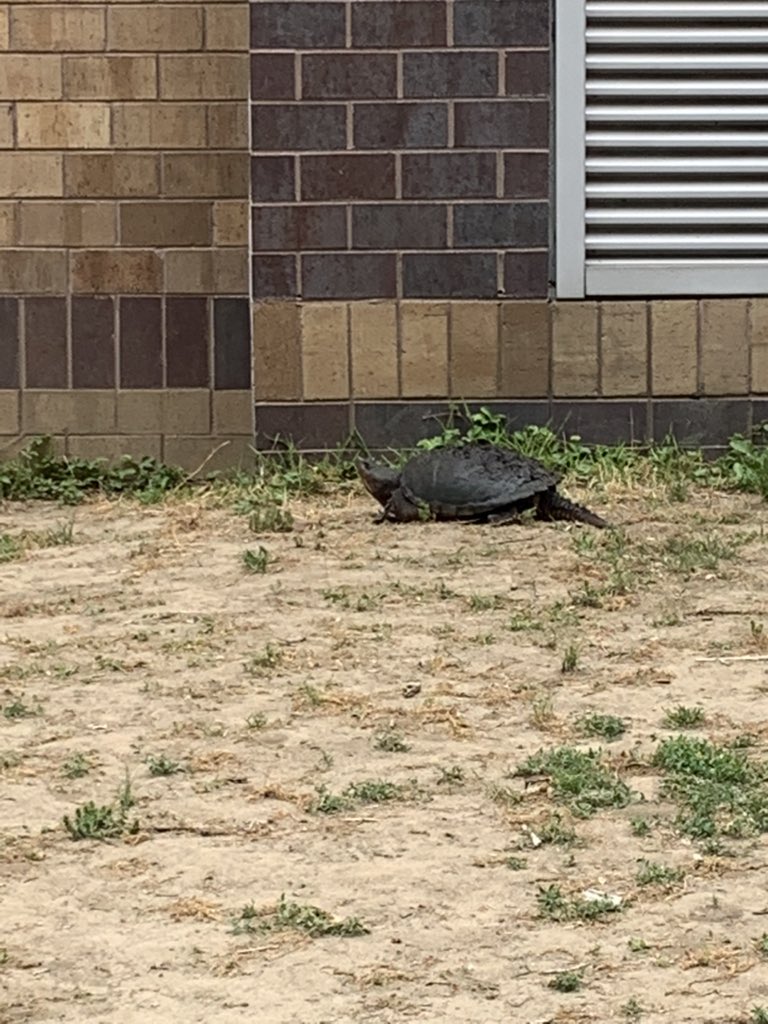 MsHollenbeckPE's tweet photo. We love when new friends join in on our wellness walks!! 🐢 https://t.co/gpTFOCmF7E