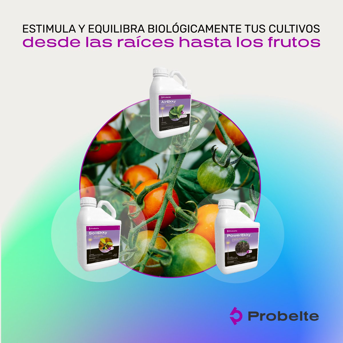 ¿Le sacas todo el partido a tu cultivo de hortalizas?

A las hortalizas les afectan algunos tipos de estrés de manera negativa. 

Los microorganismos que forman Ekky ayudan a mitigar el estrés de tus plantas. Puedes ver más en nuestra web.

#Probelte #innovación #biotecnologia
