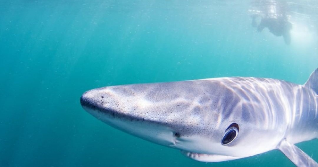 SharkRayFund's tweet photo. In 2019, #ICCAT adopted groundbreaking science-based fishing quotas for #bluesharks, which will help maintain abundance and support sustainability.
The #SharkConservationFund supported the #SharkLeague achieving this milestone for #SharkProtection!
📸 @FrogfishPhotos https://t.co/M7HIJ271rW