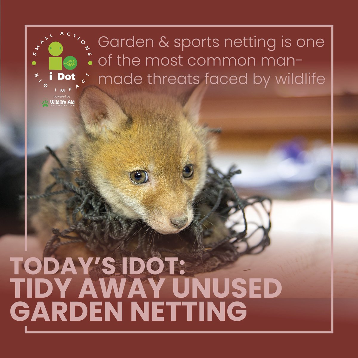 idoonething's tweet photo. Today’s #iDot – Tidy away unused garden netting
This poor little #fox cub was yet another close call in British #wildlife’s fight for survival.
Please think about the consequences your actions can have on the life around you - tidy away netting whenever you are finished with it. https://t.co/YZpbqUR3Aq